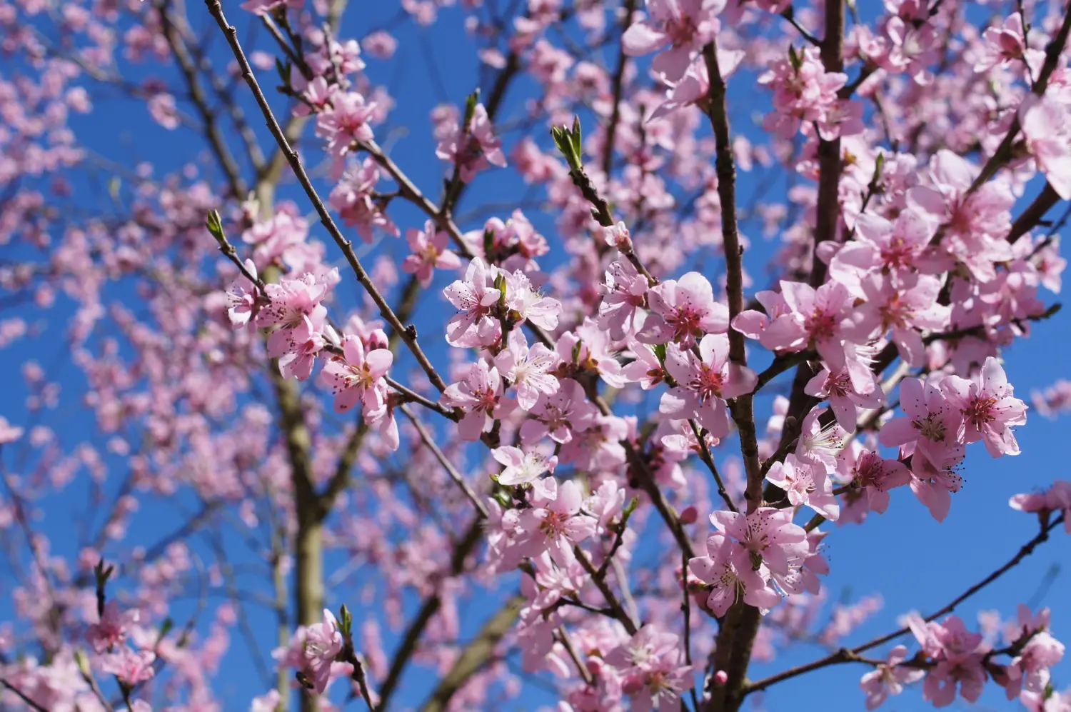 Almond Blossom Arrangement